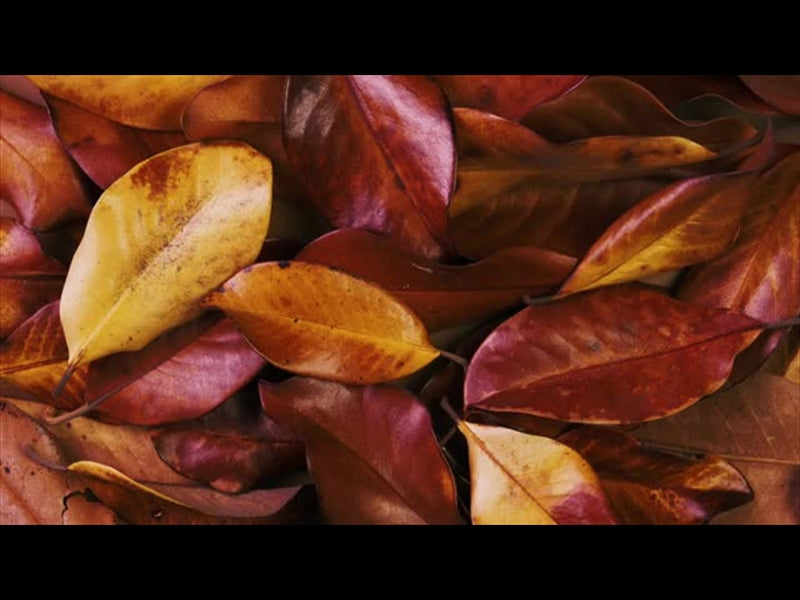 Autumn Leaves 10