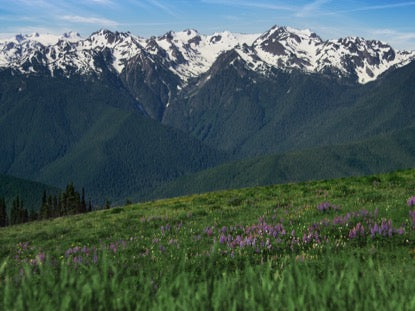 Mountain Pines Flower Field
