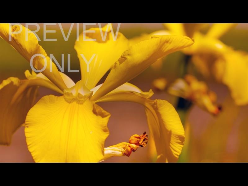 Mothers Day Garden 8 Still