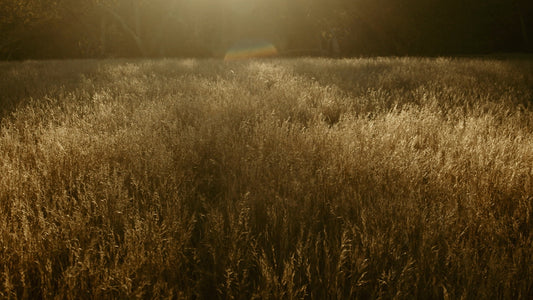 Autumn Meadow Still 07