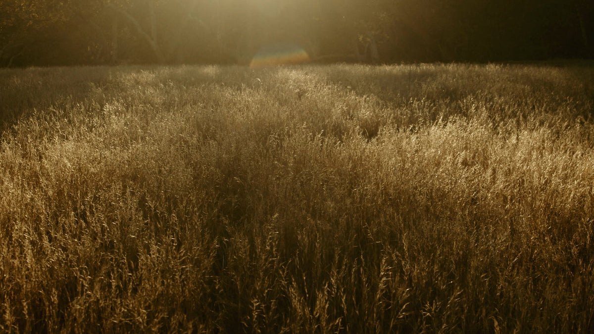 Autumn Meadow Still 12