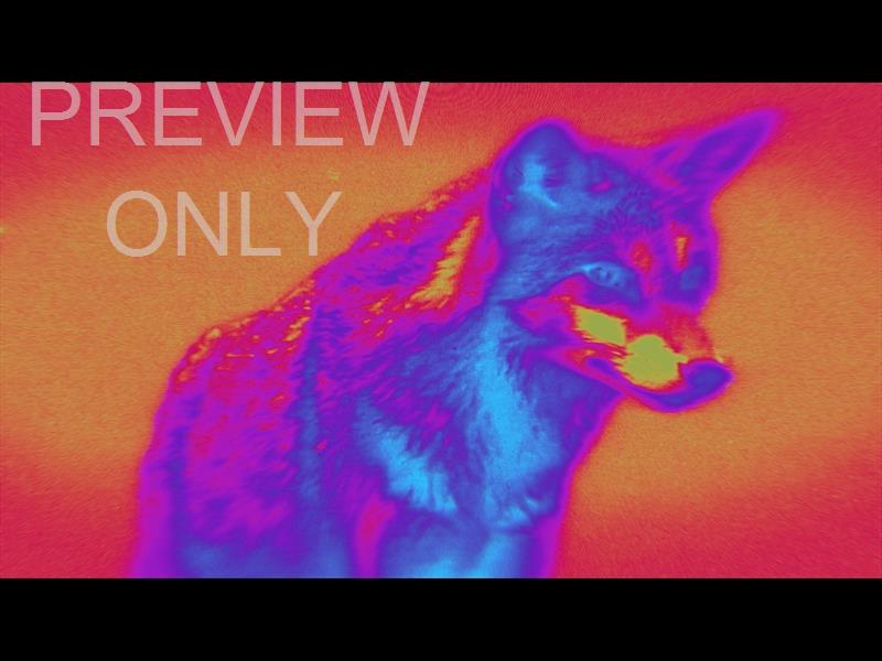 Bible Animals 2 Wolf Color Map Still