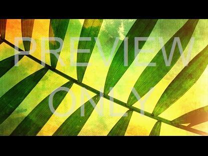 Palm Sunday 3 Graphic