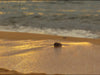Island Splendor 16