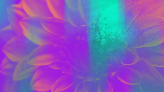 Floral Reflections 09 Still