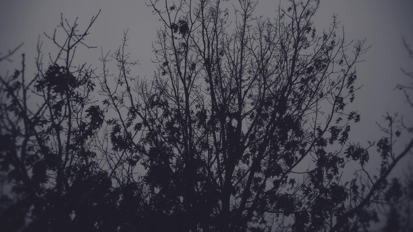 Bleak Beauty Tree Still