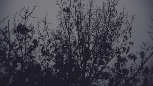 Bleak Beauty Tree Still
