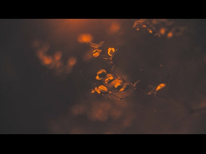 Elegant Fall 3