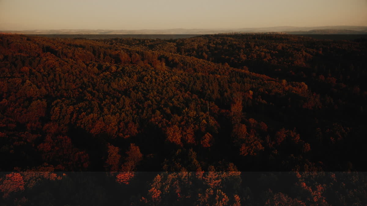 Autumn Foliage 6 Alt
