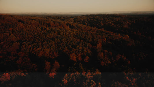 Autumn Foliage 6 Alt