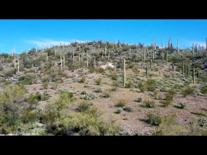 Cactus Climb
