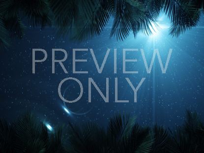 Sky View Palm Branches Night