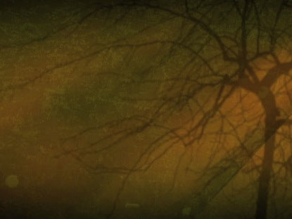 Amber Tree Limbs