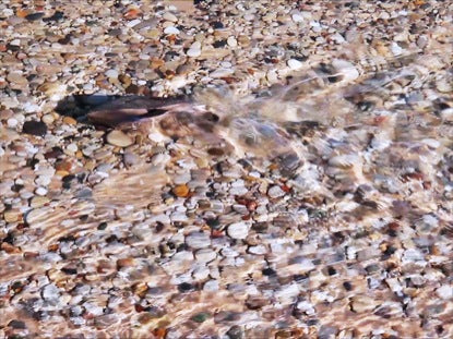 Shallow Stream