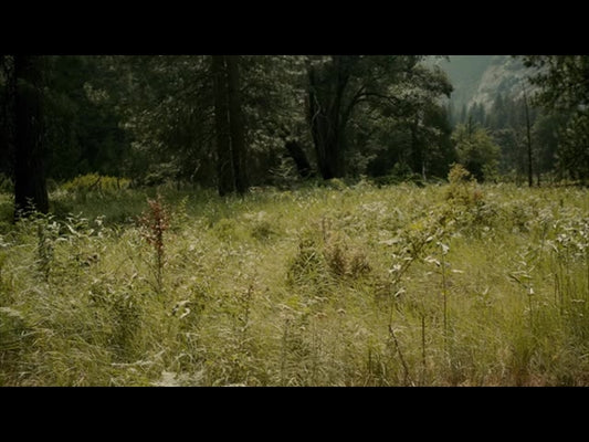 Yosemite Meadows Motion - 14