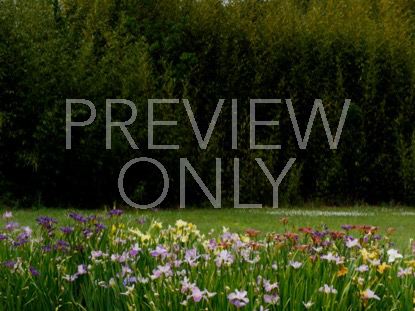 Wildflower 9 Still