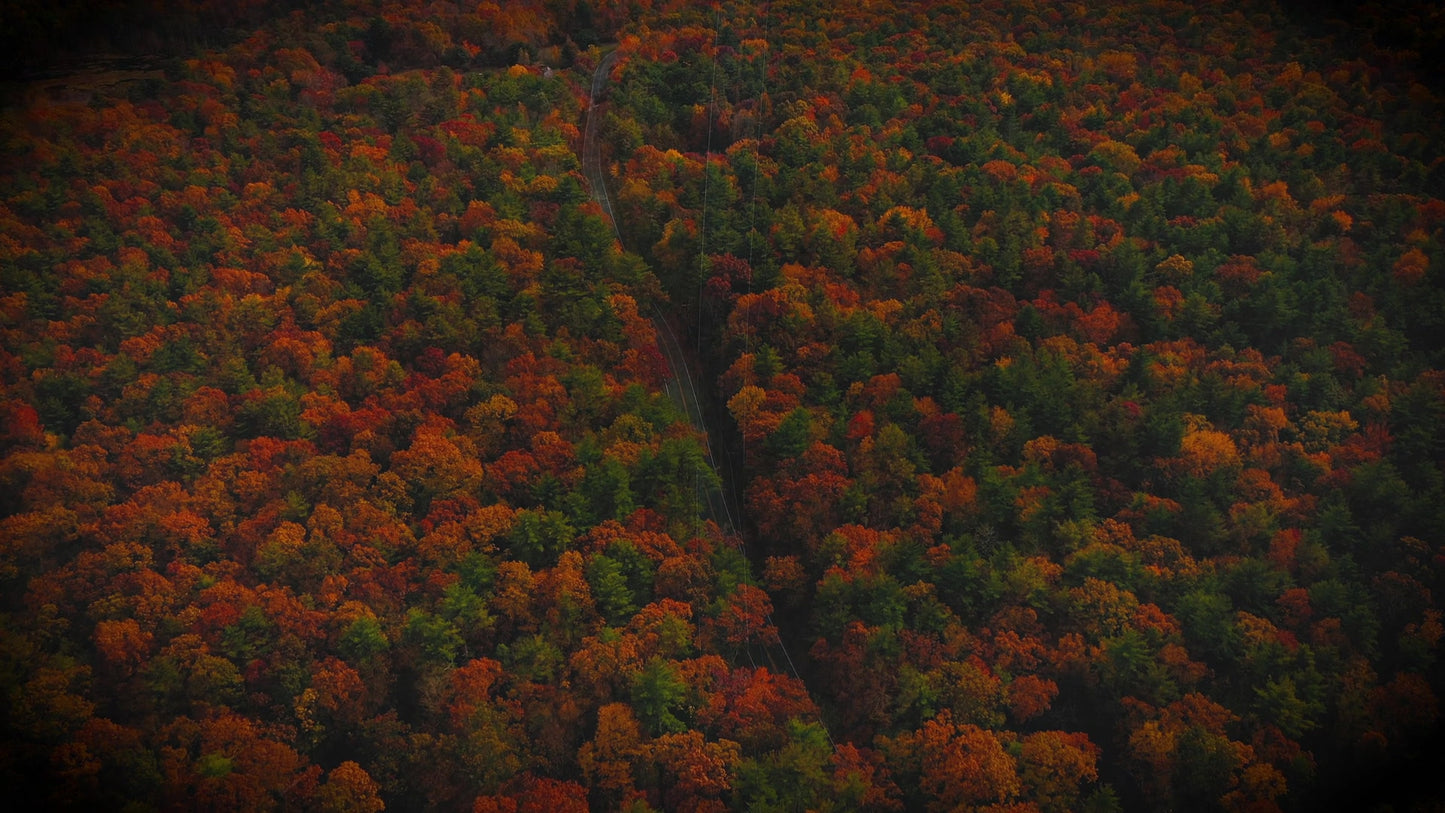 Autumn Colors Drive Still