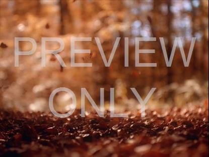 Crunchy Leaves