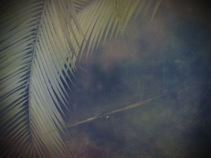 Palm Branches