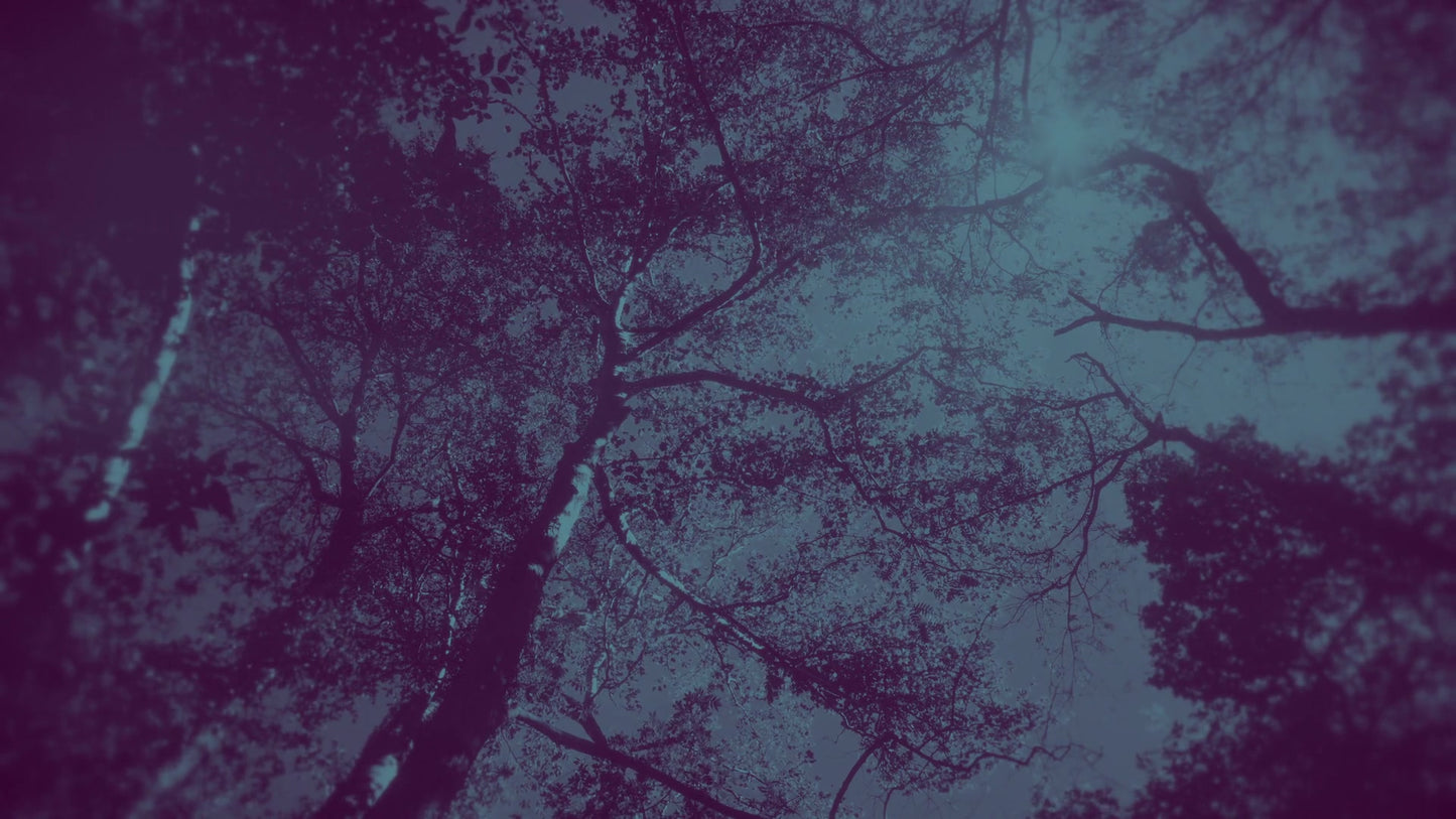 Autumn Canopies 10 Duotone Still