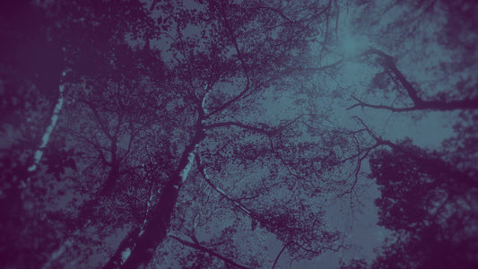 Autumn Canopies 10 Duotone Still