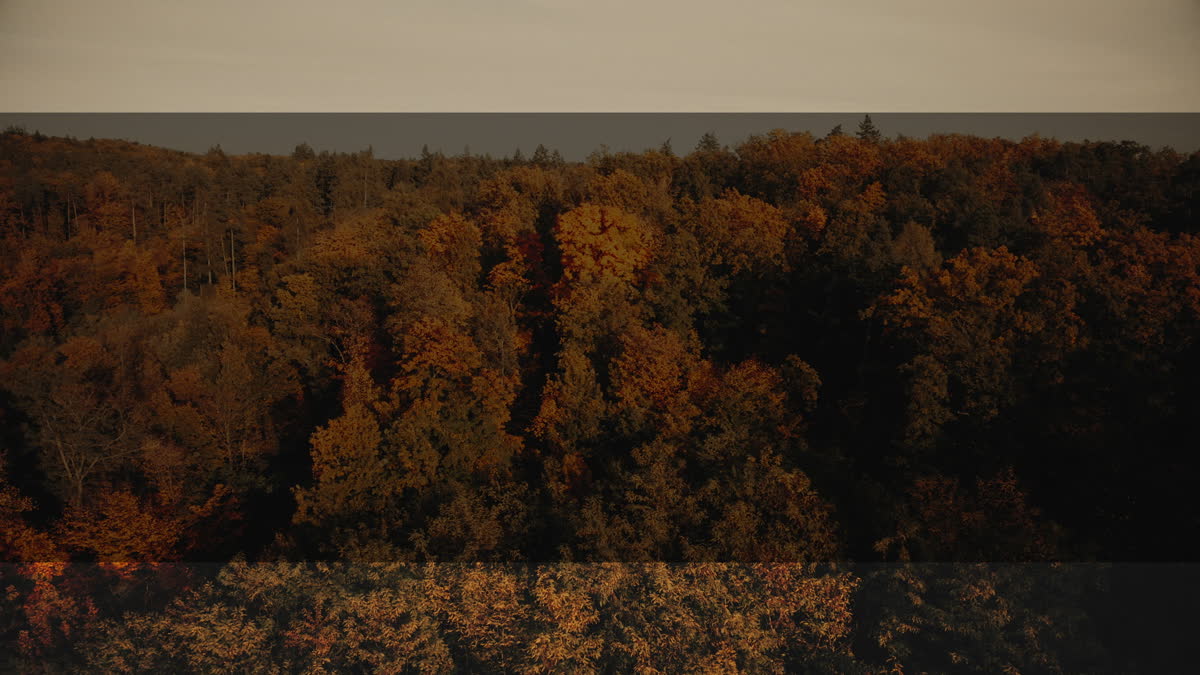 Autumn Foliage 9 Alt