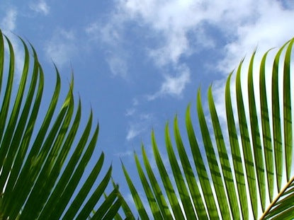 Palm Sunday