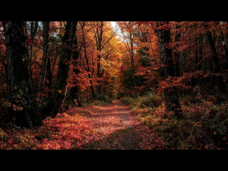 Forest Fall 1