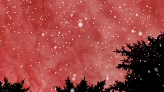 Pines And Snow