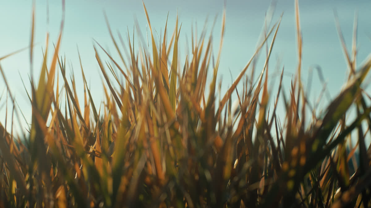 The Grass Still 03