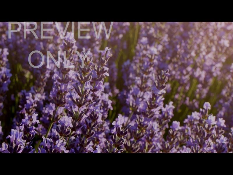 Flower Garden Still 01