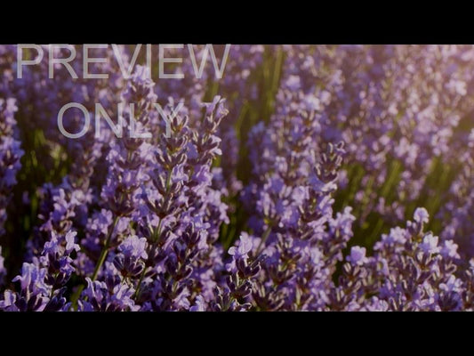 Flower Garden Still 01