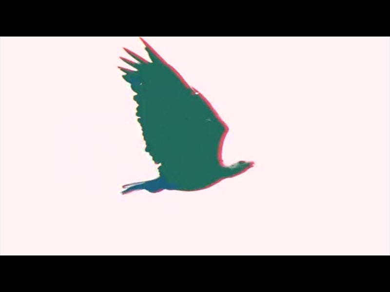 Bible Animals Eagle