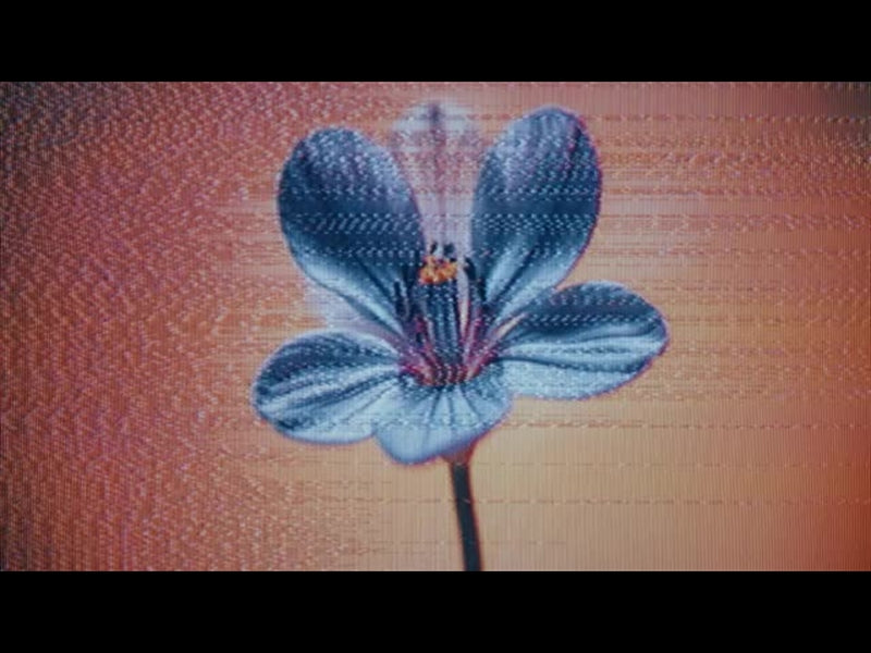 Crt Flowers 7