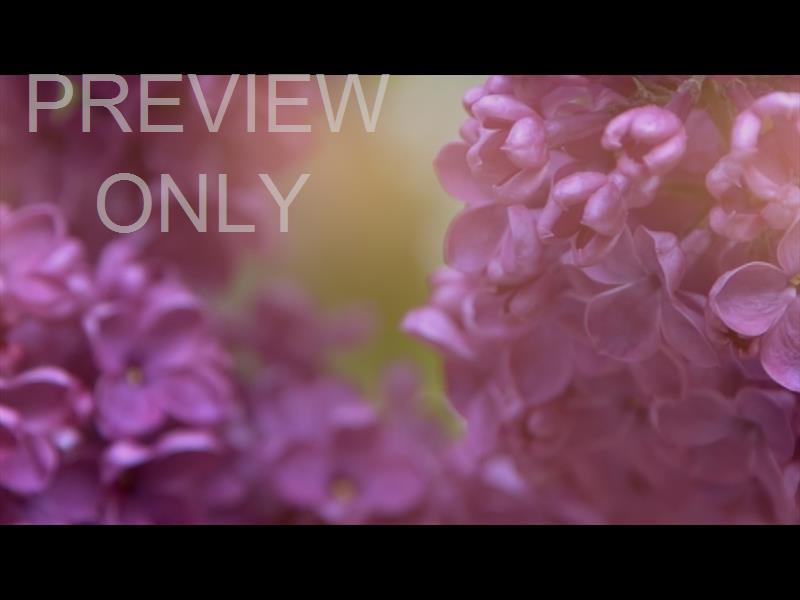 Flower Garden Still 08