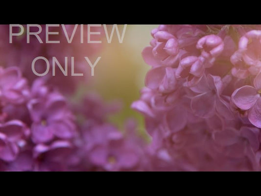 Flower Garden Still 08