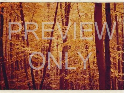 Fall Leaves Montage Retro 4