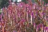 Flower And Tree Scene 15
