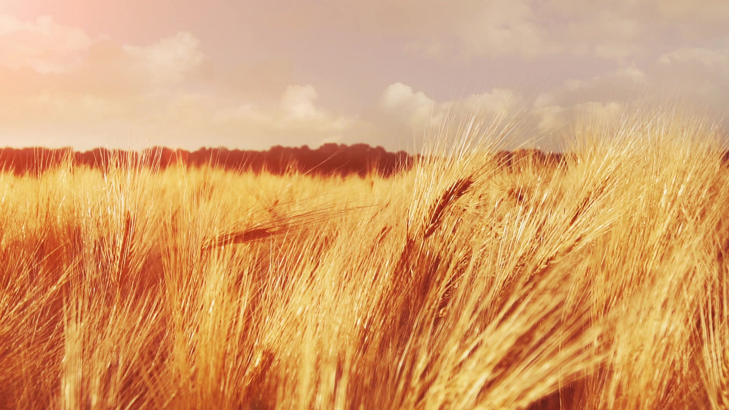 Golden Hour Grain Still