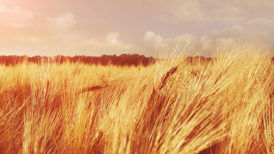 Golden Hour Grain Still