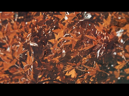 Fall Leaves Motion Loop