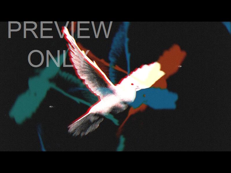 Bible Animals Dove Still