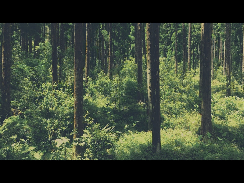 Deep Forest Reverse Flight