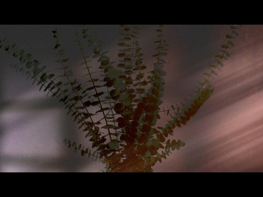 Flourish Loop 06