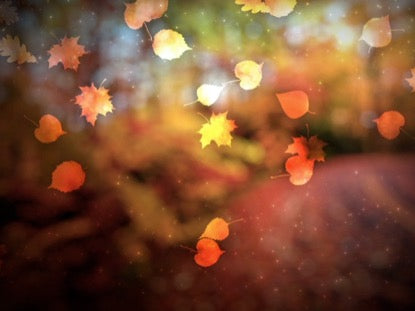 Autumn Leaves 1