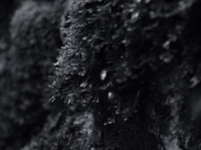 Moss Drips Bw