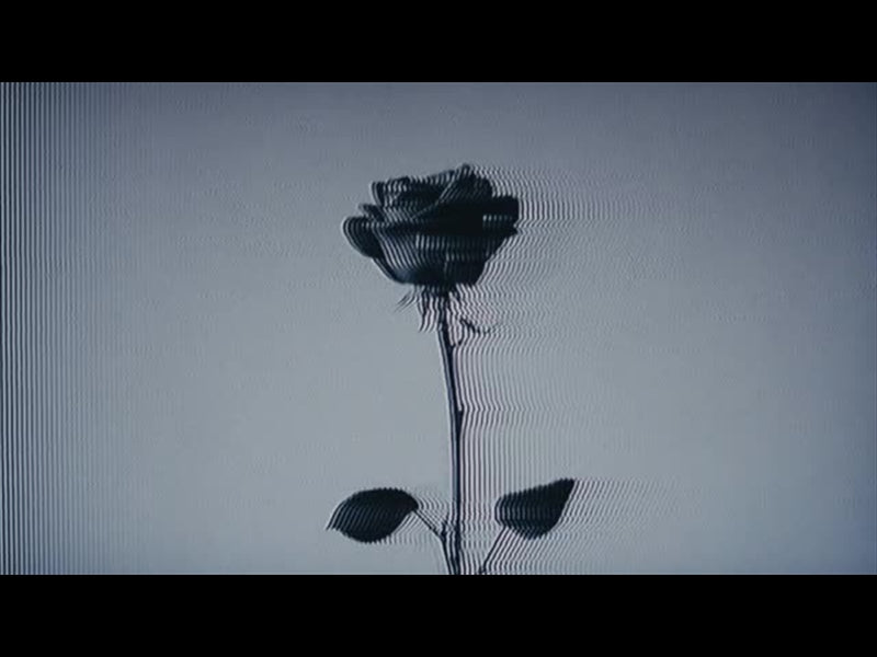 Easter Figures Black Rose Noise
