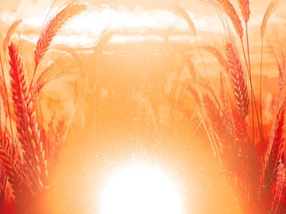 Harvest Sowing 3 Motion