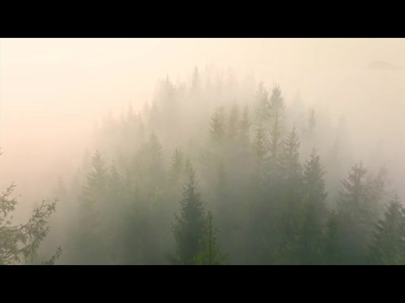 Misty Pines Longplay