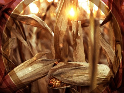 Fall Harvest Corn Closeup